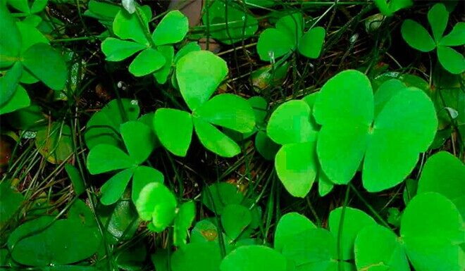 The Wild Plant with the Unusual Name: A Delicious Local Delicacy with a Unique Flavour that City Dwellers Adore