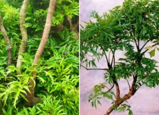 The Two Zodiac Signs That Should Avoid Growing the Dinh Lang Plant, or Risk Losing Their Fortune