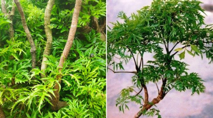 The Two Zodiac Signs That Should Avoid Growing the Dinh Lang Plant, or Risk Losing Their Fortune