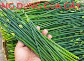 Superfood Veggie Stir Fry: A Tasty Dish to Nourish Your Liver and Kidneys