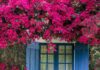 What is the Luckiest Chinese Zodiac Sign to Plant a Bougainvillea?
