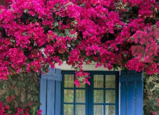 What is the Luckiest Chinese Zodiac Sign to Plant a Bougainvillea?