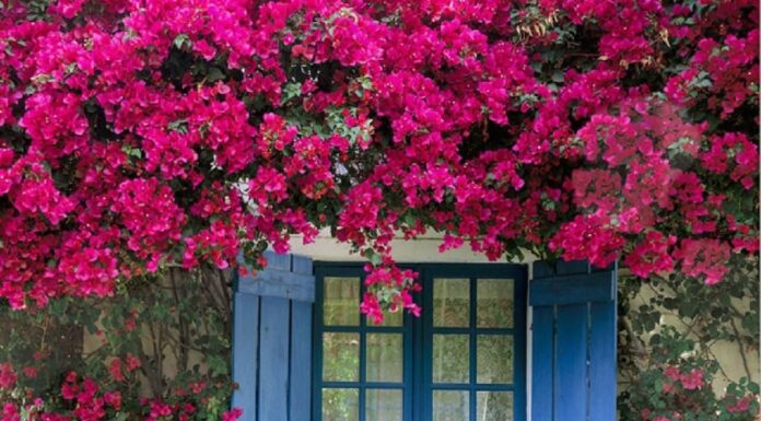 What is the Luckiest Chinese Zodiac Sign to Plant a Bougainvillea?