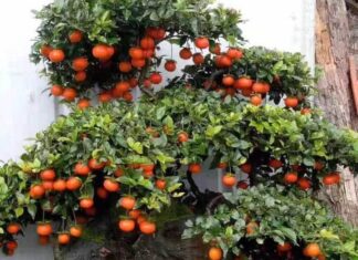 The Golden Treasure: A Rare Find for Abundance and Prosperity