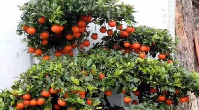 The Golden Treasure: A Rare Find for Abundance and Prosperity