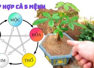 The Tree of Fortune: Unlocking Prosperity for All Five Destinies.