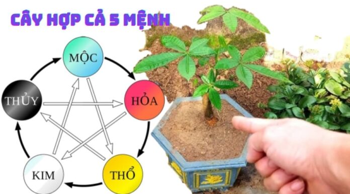 The Tree of Fortune: Unlocking Prosperity for All Five Destinies.