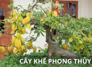 “Attract Wealth, Health, and Prosperity: The Lucky Plant for Those Born in This Zodiac Sign”