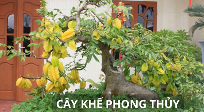 “Attract Wealth, Health, and Prosperity: The Lucky Plant for Those Born in This Zodiac Sign”