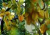“Avoid These Mistakes When Planting a Feng Shui Carambola Tree: Inviting Bad Luck and Repelling Wealth and Prosperity”