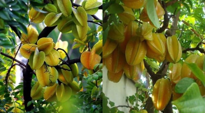 “Avoid These Mistakes When Planting a Feng Shui Carambola Tree: Inviting Bad Luck and Repelling Wealth and Prosperity”