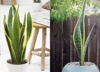 The Power of the Snake Plant: Inviting Prosperity and Protection into Your Home.