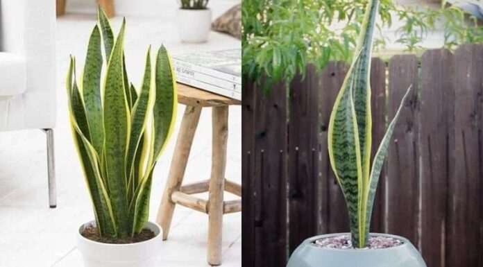 The Power of the Snake Plant: Inviting Prosperity and Protection into Your Home.