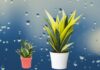 Attract Wealth with the Lucky Snake Plant: A Word of Caution on This Feng Shui Favorite