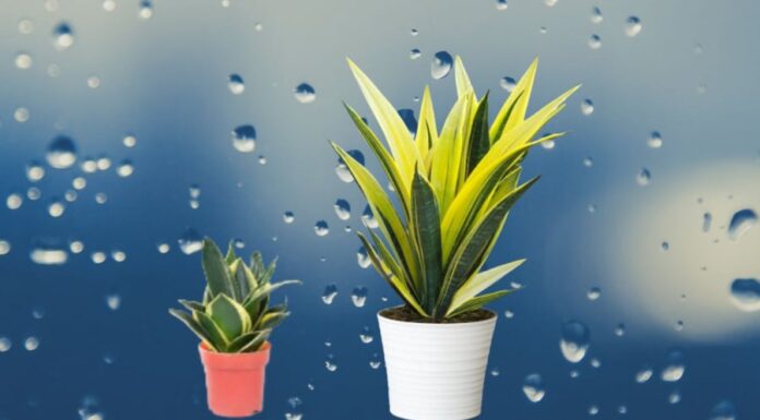 Attract Wealth with the Lucky Snake Plant: A Word of Caution on This Feng Shui Favorite