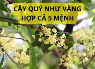 The Ultimate Guide to Feng Shui Plants: Unlocking Harmony and Abundance with These 3 Easy-to-Grow, Edible Varieties Suitable for All 5 Elements.