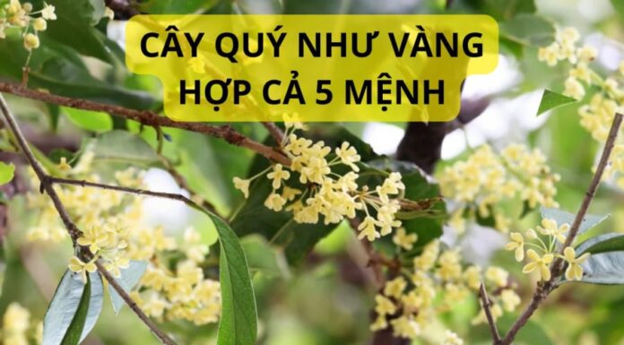 The Ultimate Guide to Feng Shui Plants: Unlocking Harmony and Abundance with These 3 Easy-to-Grow, Edible Varieties Suitable for All 5 Elements.