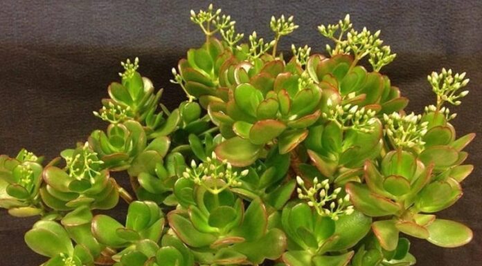 The 5 Silent Money-Making Trees: Unlocking Prosperity with Year-Round Blooms