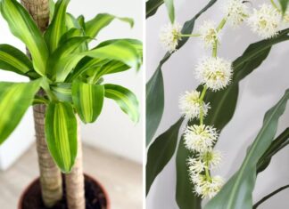 “8 Lucky Plants That Bring Wealth and Prosperity: A Guide to Blooming Fortune”