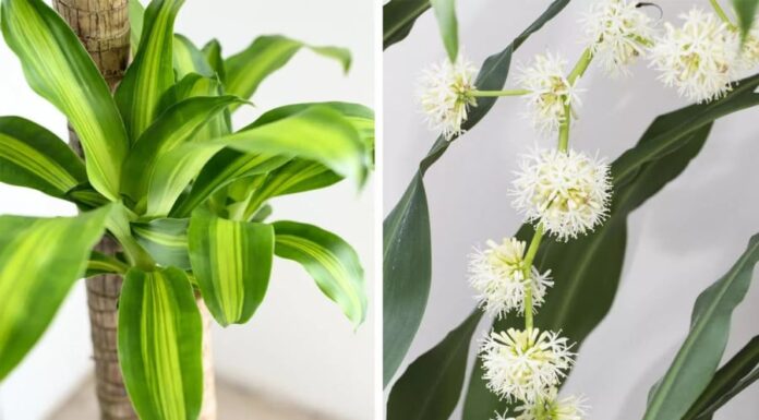 “8 Lucky Plants That Bring Wealth and Prosperity: A Guide to Blooming Fortune”