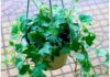 13 Lucky Plants to Invite Wealth and Fortune: A Guide to Feng Shui Gardening