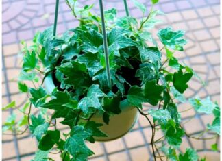 13 Lucky Plants to Invite Wealth and Fortune: A Guide to Feng Shui Gardening