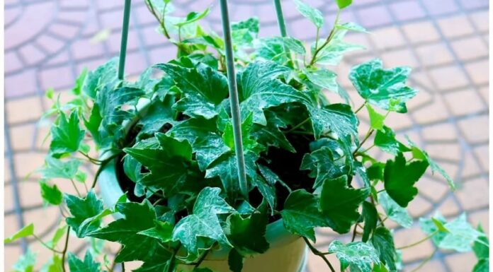 13 Lucky Plants to Invite Wealth and Fortune: A Guide to Feng Shui Gardening