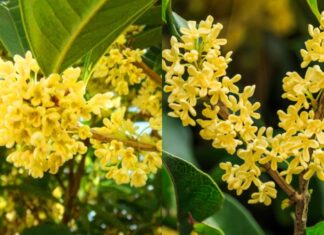 The Ancient Secret to Attracting Success: “Planting Fragrant Cassia Trees in Front of Your House Brings Noble Guests to Your Doorstep”