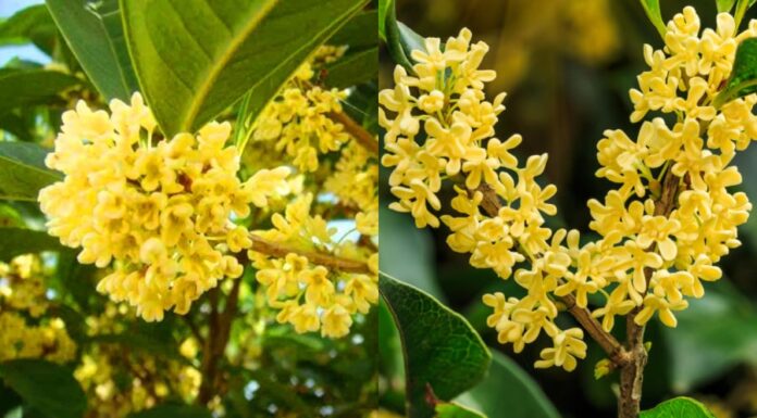 The Ancient Secret to Attracting Success: “Planting Fragrant Cassia Trees in Front of Your House Brings Noble Guests to Your Doorstep”