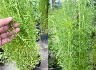 The Magic Four: Nature’s ‘Painkillers’ to Soothe Your Stress