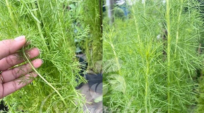 The Magic Four: Nature’s ‘Painkillers’ to Soothe Your Stress