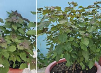 The Magic Four: Plant These on Your Balcony and Save on Medication Costs