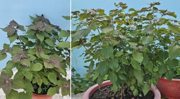 The Magic Four: Plant These on Your Balcony and Save on Medication Costs