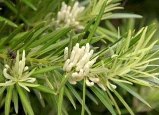 “Prosperity Brings Challenges: The Blooming of Fortune’s Pine and Bamboos’ Blossoms”