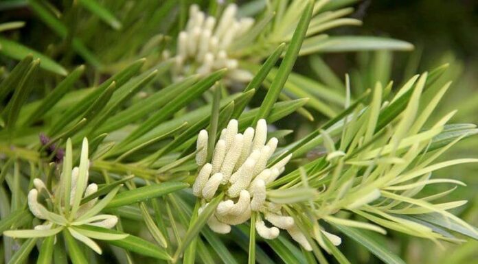 “Prosperity Brings Challenges: The Blooming of Fortune’s Pine and Bamboos’ Blossoms”