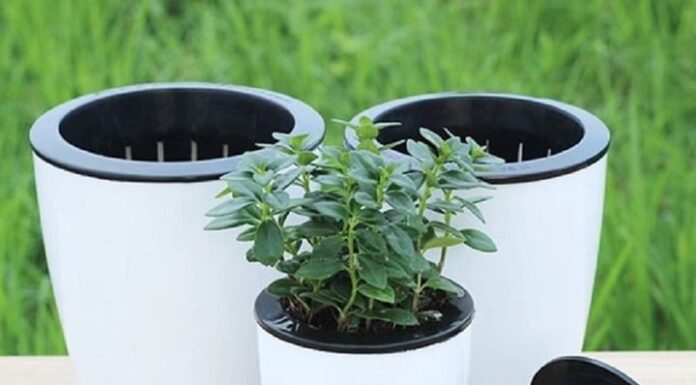 The Ultimate Guide to Self-Watering Houseplants While You’re Away