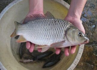 The Ultimate Guide to Marinating Fish: Eliminate the Fishy Odor and Create Mouth-Watering, Tender Meat