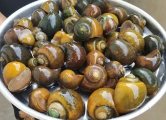 The Secret to Perfectly Cooked Snails: A Single Ingredient Makes All the Difference