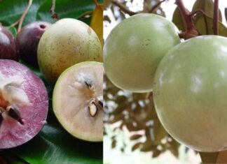 The Secret to Choosing a Juicy, Sweet, and Thin-Skinned Sapodilla