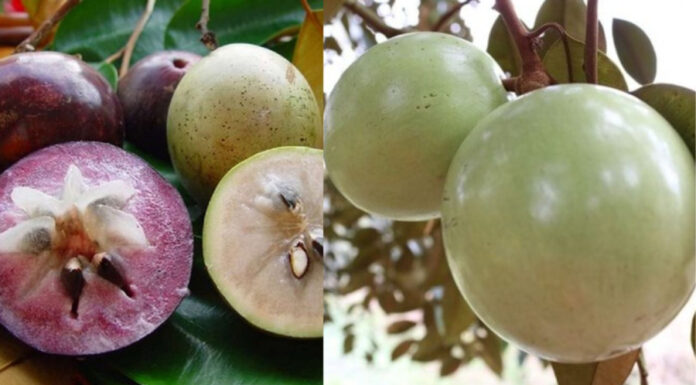 The Secret to Choosing a Juicy, Sweet, and Thin-Skinned Sapodilla