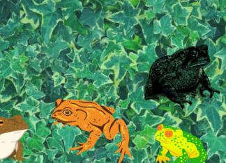 Is a Frog Jumping into Your House a Sign of Good Luck?