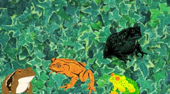 Is a Frog Jumping into Your House a Sign of Good Luck?