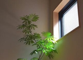 The Green Trinity: How the Rich Harness Luck and Fortune with Three House Plants