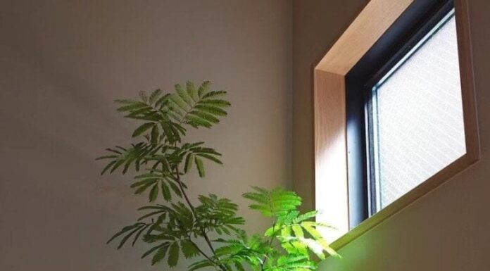 The Green Trinity: How the Rich Harness Luck and Fortune with Three House Plants