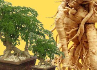 The Ultimate Guide to Choosing the Best Eleuthero Root: Age is Not Always the Best Indicator