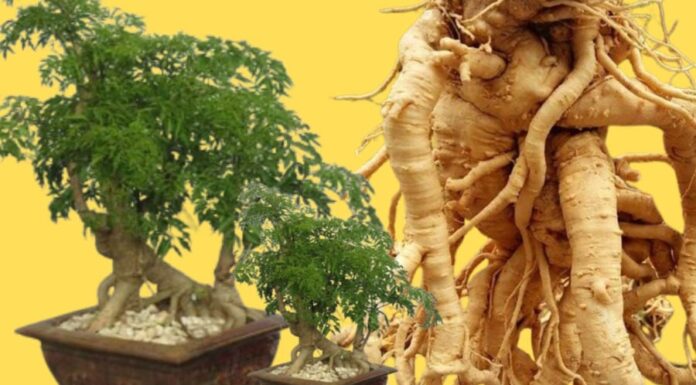 The Ultimate Guide to Choosing the Best Eleuthero Root: Age is Not Always the Best Indicator