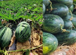 “Ancient Wisdom: Avoid These 3 Fruits When Offering Incense to Your Ancestors”