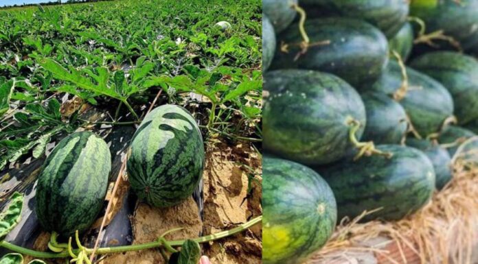 “The Sweet Dilemma: Unraveling the Mystery Behind Watermelon’s Absence on Ancestral Altars”