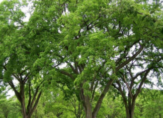 The Ancient Admonition: Chopping Down These 5 Trees Brings Misfortune and Misery. What Are These Unfortunate Trees?