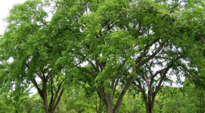 The Ancient Admonition: Beware the Chopping of These 5 Trees, For They Bring Misfortune, Ill Health and Family Discord.